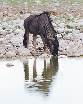 포토 JPG 해외이미지 동물 공원 여행 포유류 아프리카 자연 휴가 국립공원 사람없음 노란색 검은색 게임 보호 사파리 생태계 사냥 멸종 남쪽 나미비아 생태학 전국 해외202004 해외포토 공공시설 교육 나라 컬러 컨셉 놀이 방향 남아프리카 파일형식 이미지허브