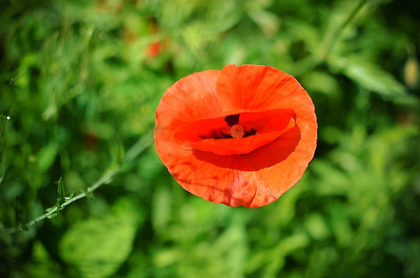 포토 JPG 해외이미지 식물 디자인 계절 꽃잎 꽃 백그라운드 컨셉 꽃무늬 밭 농업 자연 하늘 바닥 풍경 사람없음 야외 장식 빨간색 초록색 여름 빛 햇빛 노란색 환경 정원 봄 벚꽃 흰색 시골 모서리 보호 아래 향수 싱글 각도 부드러움 양귀비 반대 내추럴 고립 해외202004 해외포토 산업 컬러 무늬 태양 화장품 감각 방향 생태계 위치 파일형식 이미지허브