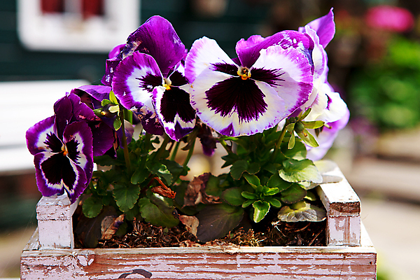 포토 JPG 해외이미지 식물 꽃잎 꽃 자연 사람없음 야외 정원 보라색 벚꽃 개화 제비꽃 비올라 해외202004 해외포토 컬러 생태계 파일형식 찰현악기 이미지허브