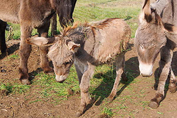 포토 JPG 해외이미지 동물 응시 여자 얼굴 밭 농업 포유류 자연 사람없음 초록색 농장 갈색 머리 회색 시골 귀 당나귀 밭일 해외202004 해외포토 시선 산업 컬러 사람 신체부위 말_동물 생태계 파일형식 이미지허브