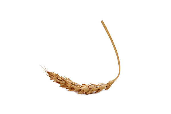 포토 JPG 해외이미지 식물 음식 빵 줄기 백그라운드 밭 농업 건조 건강 옥수수 씨앗 사람없음 농작물 농장 노란색 식사 수확 껍질 흰색 시골 못 황금 농부 낟알 밀 알맹이 귀 밀짚 내추럴 고립 밭일 호밀 해외202004 해외포토 직업 산업 컬러 곡류 신체부위 공구 짚 파일형식 이미지허브