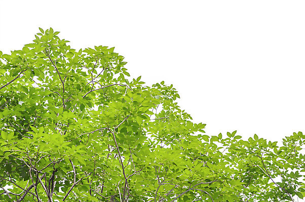 포토 JPG 해외이미지 나무 식물 공원 백그라운드 잎 자연 프레임 사람없음 야외 초록색 우주 환경 정원 봄 성장 흰색 나뭇가지 신선 숲 묘사 유기농 질감 내추럴 고립 해외202004 해외포토 웰빙 계절 공공시설 컬러 생태계 파일형식 이미지허브