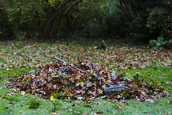 포토 JPG 해외이미지 단풍 잎 자연 덴마크 사람없음 정원 장비 가을 원예 흙더미 갈퀴 해외202004 해외포토 식물 계절 북유럽 취미 흙 생태계 파일형식 더미 이미지허브