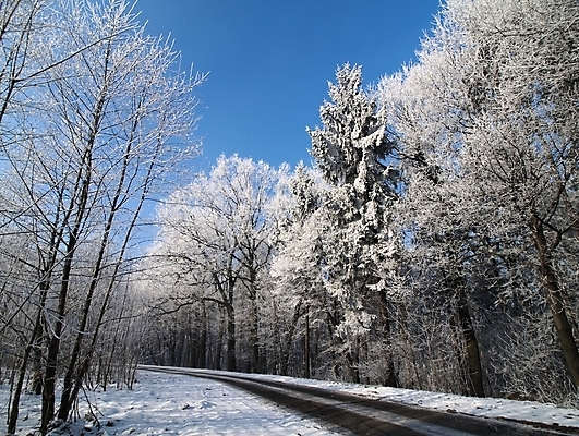 포토 JPG 해외이미지 나무 계절 선 여행 백그라운드 겨울 휴가 풍경 사람없음 냉동 운전 시골 숲 12월 장면 폴란드 1월 2월 눈내림 해외202004 해외포토 식물 유럽 모션 눈_날씨 날짜 파일형식 이미지허브