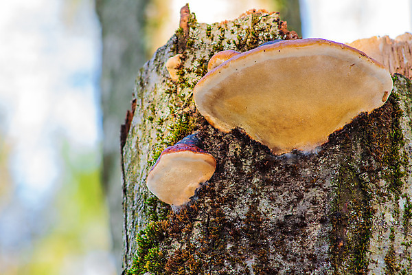 포토 JPG 해외이미지 나무 식물 2 겨울 자연 사람없음 야외 목재 초록색 갈색 버섯 성장 숲 깨짐 해외202004 해외포토 계절 컬러 컨셉 재료 생태계 파일형식 이미지허브