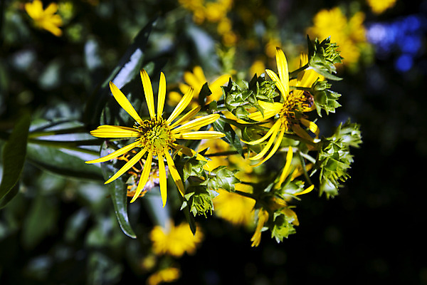 포토 JPG 해외이미지 꽃 자연 사람없음 여름 햇빛 정원 봄 벚꽃 스칸디나비아 해외202004 해외포토 식물 계절 태양 생태계 파일형식 이미지허브