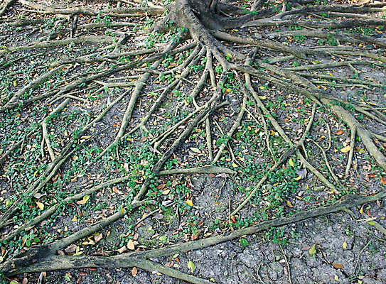 포토 JPG 해외이미지 나무 식물 디자인 지구 얼굴 백그라운드 십자가 겨울 패턴 밭 농업 자연 새로움 사람없음 목재 초록색 빛 농장 환경 정원 웹 흙 놀람 봄 성장 나뭇가지 네트워크 얽힘 숲 땅 아래 묘사 유기농 원예 질감 뿌리 진흙 시스템 지하 내추럴 그런지 생태학 엘리먼트 옛날 해외202004 해외포토 웰빙 계절 교육 감정 산업 컬러 컨셉 무늬 인터넷 재료 표정 취미 신체부위 방향 생태계 위치 파일형식 이미지허브