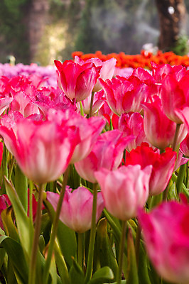 포토 JPG 해외이미지 식물 기념일 꽃잎 꽃 꽃다발 백그라운드 잎 꽃무늬 자연 기념 선물 사람없음 장식 빨간색 초록색 컬러풀 우주 정원 꽃병 봄 튤립 벚꽃 흰색 축하 인사 신선 우아함 4월 다발 배열 꽃집 허브 내추럴 고립 해외202004 해외포토 계절 컬러 컨셉 무늬 이벤트 상점 예절 날짜 생태계 파일형식 이미지허브