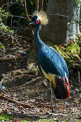 포토 JPG 해외이미지 동물 야생동물 자연 조류 생물 동물원 사람없음 야외 서식지 해외202004 해외포토 생태계 파일형식 이미지허브