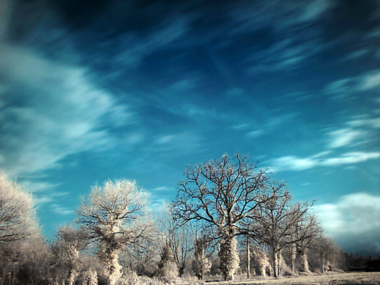 포토 JPG 해외이미지 나무 밭 농업 자연 하늘 풍경 잔디 사람없음 야외 파란색 환경 나뭇가지 시골 허브 적외선 해외202004 해외포토 식물 산업 컬러 생태계 파일형식 이미지허브