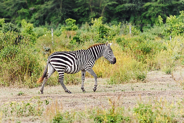 포토 JPG 해외이미지 나무 동물 호수 야생동물 어린이 섬 여행 포즈 포유류 아프리카 자연 엄마 서기 사람없음 야외 초록색 노란색 검은색 줄무늬 흰색 그룹 군중 초승달 사파리 얼룩말 케냐 내추럴 망아지 아카시아 평야 해외202004 해외포토 식물 나라 새끼 컬러 무늬 가족 모션 사람 달 말_동물 생태계 파일형식 이미지허브