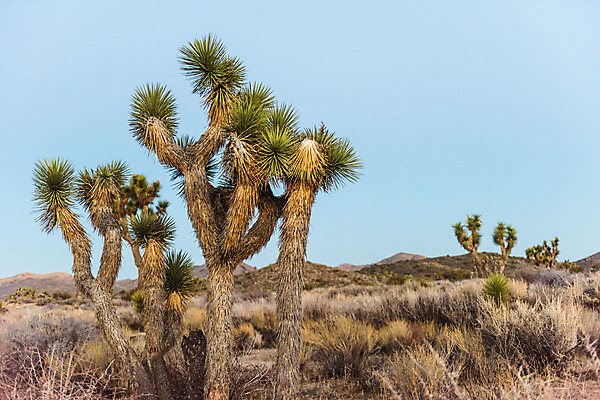 포토 JPG 해외이미지 나무 식물 공원 자연 국립공원 손바닥 풍경 사람없음 야외 초록색 여름 파란색 황혼 일몰 사막 황무지 캘리포니아 내추럴 해외202004 해외포토 손 계절 공공시설 컬러 노을 미국 생태계 파일형식 이미지허브