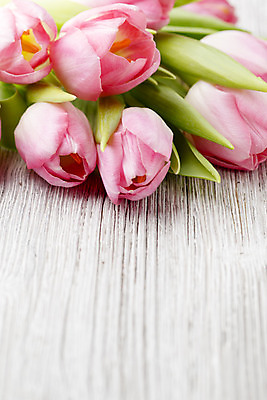 포토 JPG 해외이미지 식물 계절 꽃잎 꽃 줄기 분홍색 꽃다발 백그라운드 잎 꽃무늬 패턴 자연 탁자 부활절 사람없음 목재 초록색 머리 봄 활발 튤립 벚꽃 개화 다발 엽서 해외202004 해외포토 나무 기념일 컬러 가구 컨셉 무늬 재료 신체부위 편지 생태계 파일형식 이미지허브