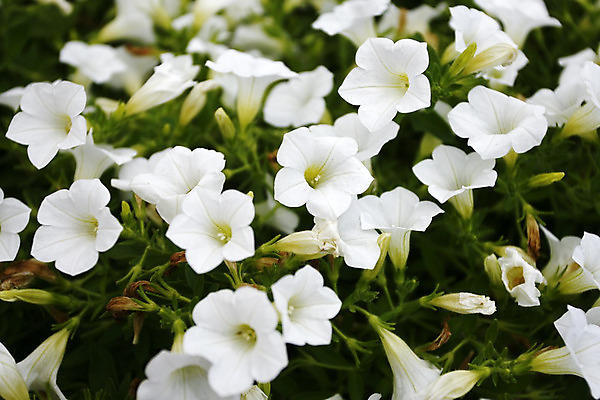 포토 JPG 해외이미지 식물 구름 공원 꽃 유럽 여행 자국 자연 하늘 휴가 산 파노라마 풍경 사람없음 야외 여름 햇빛 태양 계곡 침묵 이탈리아 트래킹 하이킹 회색 들꽃 흰색 닫기 정상 묘사 루트 절정 해외202004 해외포토 자연요소 계절 공공시설 나라 컬러 모션 레저 촬영기법 소리 생태계 파일형식 이미지허브