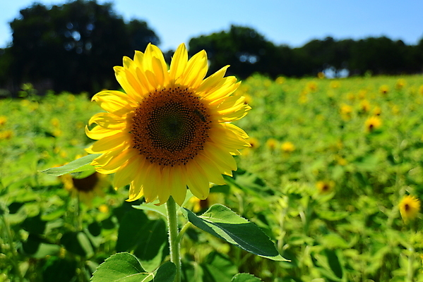 포토 JPG 해외이미지 식물 꽃잎 꽃 자연 해바라기 사람없음 노란색 정원 봄 해외202004 해외포토 계절 컬러 생태계 파일형식 이미지허브