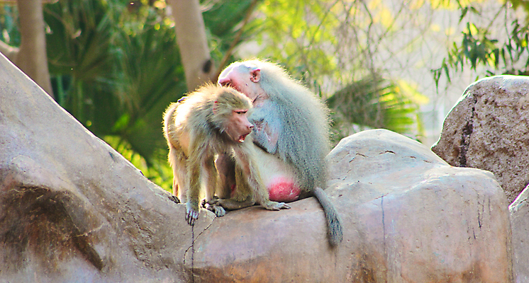 포토 JPG 해외이미지 동물 1 계절 공원 얼굴 여행 백그라운드 포유류 아프리카 자연 생물 털 동물원 이집트 종류 미술 동양인 풍경 사람없음 야외 초록색 갈색 환경 원숭이 표현 숲 모피 먹기 유인원 포트폴리오 해외202004 해외포토 공공시설 나라 컬러 모션 문화예술 인종 신체부위 생태계 파일형식 이미지허브
