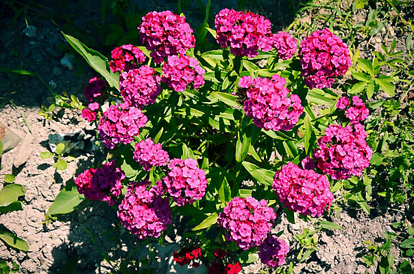 포토 JPG 해외이미지 식물 꽃 줄기 분홍색 백그라운드 잎 꽃무늬 자연 벽지 풍경 사람없음 야외 여름 컬러풀 장미 환경 정원 활발 성장 벚꽃 신선 개화 자주색 원예 보케 향기 화단 내추럴 강렬 생태학 영원 해외202004 해외포토 계절 교육 컬러 컨셉 무늬 취미 생태계 냄새 파일형식 이미지허브