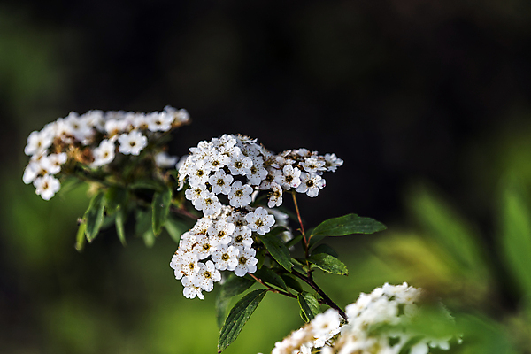 포토 JPG 해외이미지 식물 1 꽃잎 꽃 행복 결혼 백그라운드 잎 자연 친절 발렌타인데이 선물 사랑 사람없음 장식 초록색 정원 힘 활발 에너지 성장 벚꽃 흰색 시골 인사 신선 수분 꽃가루 내추럴 고립 해외202004 해외포토 감정 컬러 컨셉 데이이벤트 이벤트 예절 가루 생태계 파일형식 이미지허브