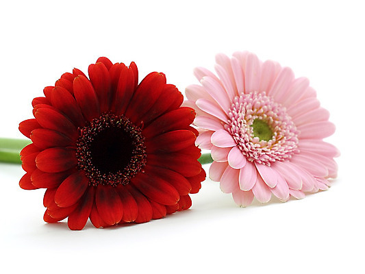 포토 JPG 해외이미지 식물 꽃 줄기 분홍색 백그라운드 오렌지 발렌타인데이 선물 사람없음 초록색 컬러풀 노란색 봄 벚꽃 흰색 신선 개화 닫기 큼 묘사 원예 데이지 꽃가루 거베라 고립 넘어짐 해외202004 해외포토 계절 컬러 과일 모션 데이이벤트 취미 크기 가루 파일형식 이미지허브