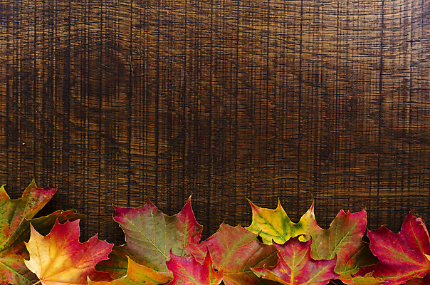 포토 JPG 해외이미지 계절 음식 백그라운드 단풍 잎 오렌지 과일 자연 프레임 사람없음 빨간색 초록색 컬러풀 노란색 공백 할로윈 가을 숲 질감 도토리 페이지 10월 플라타너스 카피스페이스 해외202004 해외포토 나무 식물 컬러 견과류 날짜 생태계 파일형식 이미지허브