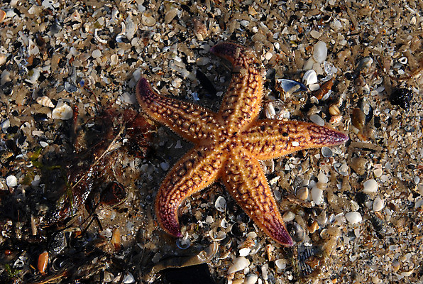 포토 JPG 해외이미지 무기 모래 바다 백그라운드 사람없음 물 껍질 죽음 수집 질감 깨짐 해외202004 해외포토 자연요소 컨셉 파일형식 이미지허브