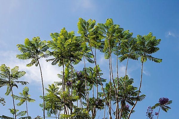 포토 JPG 해외이미지 나무 식물 구름 공원 꽃 잎 자연 하늘 사람없음 야외 초록색 여름 파란색 빛 맑음 벚꽃 나뭇가지 신선 큼 제비꽃 깃털 내추럴 아카시아 해외202004 해외포토 자연요소 계절 공공시설 컬러 날씨 크기 생태계 파일형식 이미지허브