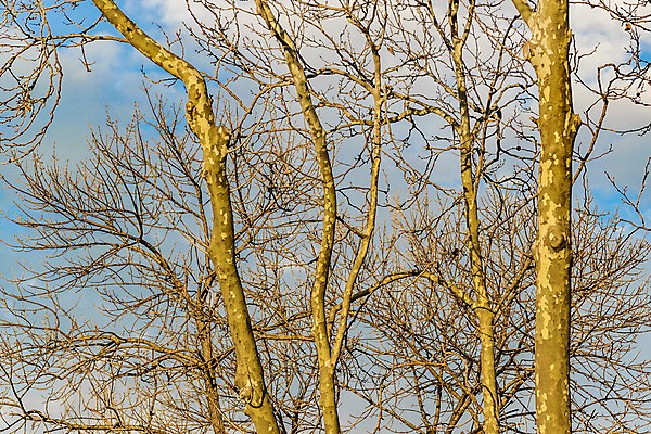 포토 JPG 해외이미지 나무 백그라운드 겨울 자연 하늘 풍경 사람없음 야외 파란색 나뭇가지 내추럴 해외202004 해외포토 식물 계절 컬러 생태계 파일형식 이미지허브