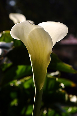 포토 JPG 해외이미지 식물 꽃잎 꽃 결혼 백그라운드 잎 2 꽃무늬 자연 사람없음 초록색 종 흰색 우아함 순수 묘사 싱글 질감 부드러움 내추럴 칼라꽃 해외202004 해외포토 컬러 컨셉 무늬 이벤트 감각 생태계 파일형식 이미지허브