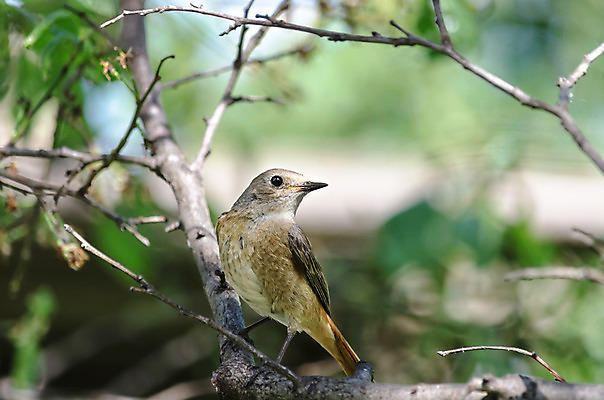 포토 JPG 해외이미지 나무 동물 배너 여자 야생동물 백그라운드 날개 오렌지 자연 조류 앉기 사람없음 야외 초록색 여름 컬러풀 갈색 노란색 정원 봄 흰색 나뭇가지 깃털 부리 내추럴 해외202004 해외포토 식물 계절 컬러 과일 모션 사람 생태계 파일형식 이미지허브