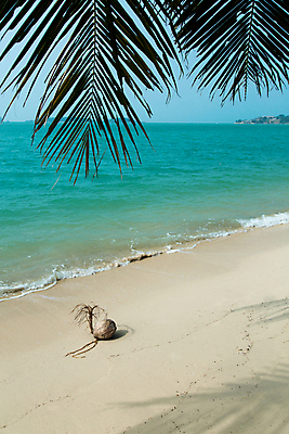 포토 JPG 해외이미지 나무 식물 1 계절 아시아 음식 모래 파도 바다 섬 여행 백그라운드 잎 과일 태국 자연 하늘 휴가 휴식 건강 해변 사람없음 물 파란색 맑음 침묵 견과류 수확 성장 흰색 뜨거움 오브젝트 코코넛 내추럴 터키석 파라다이스 해외202004 해외포토 자연요소 나라 컬러 컨셉 농업 날씨 소리 보석 생태계 파일형식 이미지허브