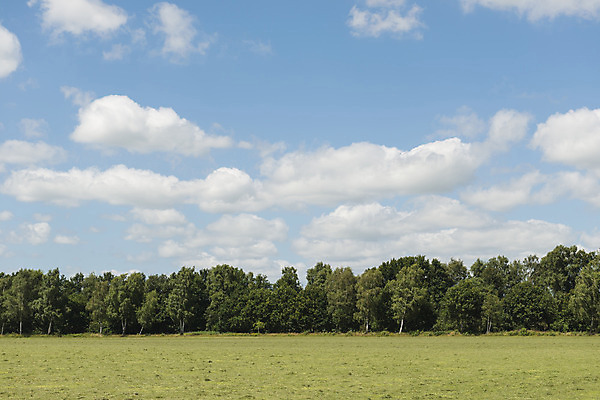 포토 JPG 해외이미지 나무 구름 음식 백그라운드 농업 자연 하늘 건조 사람없음 초록색 여름 파란색 농작물 농장 농경지 맑음 봄 수확 시골 볏짚 숲 먹이 자르기 자작나무 밭일 해외202004 해외포토 자연요소 식물 계절 산업 컬러 모션 날씨 짚 생태계 파일형식 이미지허브