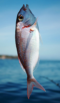 포토 JPG 해외이미지 동물 1 호수 음식 스포츠 바다 포즈 백그라운드 자연 낚시 휴가 건강 어류 취미 사람없음 야외 초록색 물 강 게임 흰색 잡기 입 고리 큼 해산물 낚시꾼 미끼 추적 고립 민물 해외202004 해외포토 자연요소 컬러 모션 놀이 레저 신체부위 수중동물 크기 생태계 파일형식 이미지허브