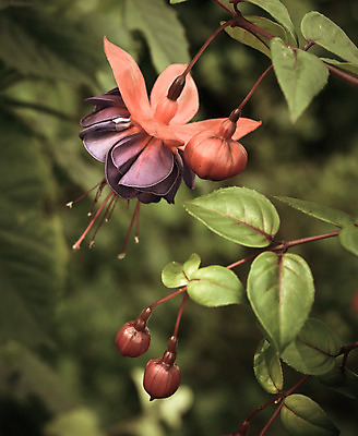 포토 JPG 해외이미지 식물 디자인 꽃잎 꽃 분홍색 여행 결혼 잎 꽃무늬 자연 발렌타인데이 매달리기 사랑 사람없음 야외 빨간색 컬러풀 정원 보라색 봄 벚꽃 개화 자주색 제비꽃 복고 파스텔톤 필터 스타일 해외202004 해외포토 계절 감정 컬러 무늬 모션 데이이벤트 이벤트 생태계 파일형식 이미지허브