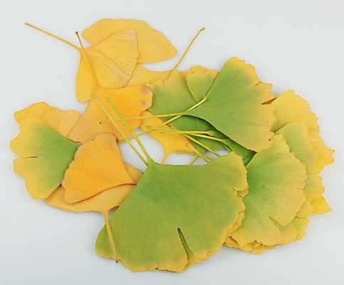 포토 JPG 해외이미지 스튜디오촬영 나무 식물 줄기 백그라운드 잎 재료 자연 중국문화 건강 사람없음 초록색 건강관리 정원 봄 성장 약재 흰색 신선 닫기 자르기 허브 오브젝트 내추럴 고립 해외202004 해외포토 동양문화 계절 컬러 외국문화 모션 실내 관리 약 생태계 파일형식 이미지허브