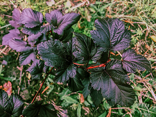 포토 JPG 해외이미지 나무 식물 템플릿 응시 계절 공원 얼굴 야생동물 벽 백그라운드 컨셉 잎 패턴 자연 벽지 표면 추상 그림자 사람없음 야외 초록색 여름 빛 울타리 유행 환경 정원 어둠 페인트 봄 활발 신선 플랫 숲 유기농 질감 생물학 위치 아이비 내추럴 해외202004 해외포토 동물 웰빙 시선 공공시설 교육 컬러 무늬 신체부위 담장 생태계 파일형식 이미지허브