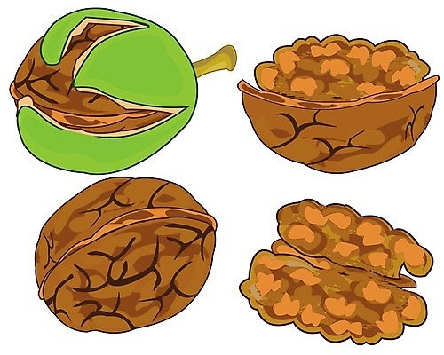 EPS 해외이미지 다이어트 과일 일러스트 자연 갈색 식사 소리 신선 맛 만화 피부 오브젝트 흰배경 그림 유기농 호두 수유 식용 해외202004 해외일러스트 웰빙 컬러 백그라운드 컨셉 건강 신체부위 견과류 흰색 생태계 파일형식 벡터 이미지허브