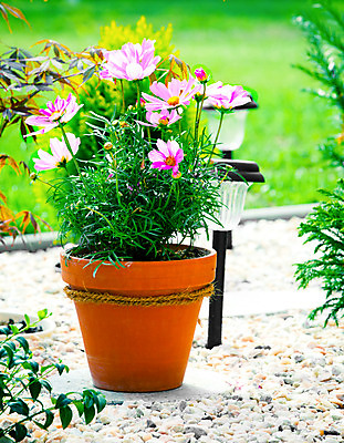 포토 JPG 해외이미지 식물 계절 공원 꽃 백그라운드 꽃무늬 자연 사람없음 야외 빨간색 초록색 여름 빛 컬러풀 노란색 정원 봄 벚꽃 흰색 신선 개화 코스모스 내추럴 해외202004 해외포토 공공시설 컬러 무늬 생태계 파일형식 이미지허브