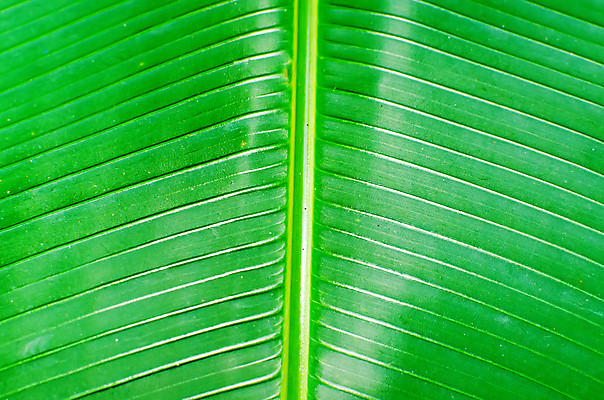 포토 JPG 해외이미지 나무 식물 계절 백그라운드 잎 패턴 자연 벽지 추상 새로움 바나나 건강 손바닥 사람없음 야외 세로 초록색 물 빛 반사 환경 정원 맑음 봄 활발 흰색 신선 숲 큼 묘사 유기농 원예 질감 정맥 내추럴 고립 생태학 엘리먼트 해외202004 해외포토 자연요소 손 웰빙 교육 컬러 컨셉 무늬 과일 날씨 취미 크기 생태계 혈관 파일형식 이미지허브