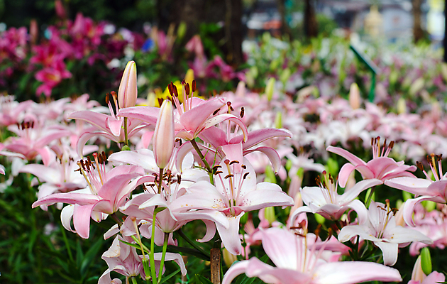포토 JPG 해외이미지 식물 꽃잎 꽃 분홍색 꽃다발 결혼 백그라운드 잎 꽃무늬 자연 휴가 발렌타인데이 사람없음 장식 초록색 여름 머리 스파 화목 봄 벚꽃 축하 신선 우아함 백합 묘사 냄새 구성 해외202004 해외포토 계절 컬러 컨셉 무늬 데이이벤트 이벤트 신체부위 생태계 파일형식 이미지허브