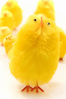 포토 JPG 해외이미지 스튜디오촬영 동물 행복 어린이 새끼 장난 조류 부활절 털 사람없음 장난감 노란색 치킨 우정 토끼 작음 흰배경 부드러움 솜털 노려봄 해외202004 해외포토 기념일 감정 컬러 백그라운드 포유류 실내 표정 사람 친구 반려동물 흰색 감각 크기 닭고기요리 파일형식 이미지허브