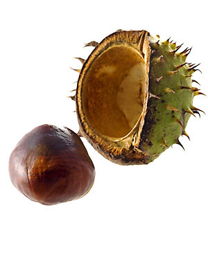 포토 JPG 해외이미지 식물 계절 과일 자연 씨앗 사람없음 갈색 견과류 껍질 가을 9월 유기농 스파이크 10월 고립 해외202004 해외포토 웰빙 컬러 날짜 생태계 파일형식 이미지허브