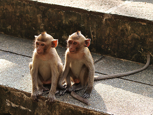 포토 JPG 해외이미지 나무 여행 가족 태국 자연 휴가 털 성인 사람없음 초록색 회색 원숭이 아기 행운 달콤 숲 신성 소통 해외202004 해외포토 식물 아시아 컬러 컨셉 포유류 관계 사람 맛 생태계 파일형식 이미지허브