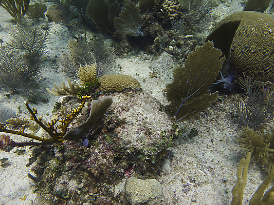 포토 JPG 해외이미지 스포츠 바다 여행 휴가 멕시코 어류 사람없음 야외 물 파란색 컬러풀 수중 침묵 틈 산호 잠수부 언덕 암초 대서양 깊이 이국적 터키석 해외202004 해외포토 자연요소 컬러 북아메리카 수중동물 소리 자포동물 전문직 보석 파일형식 이미지허브