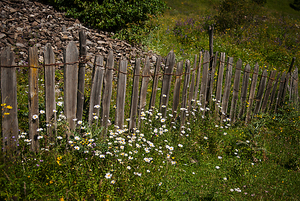 포토 JPG 해외이미지 식물 꽃 자연 사람없음 목재 초록색 울타리 흰색 신선 캐모마일 해외202004 해외포토 나무 컬러 재료 담장 허브 생태계 파일형식 이미지허브