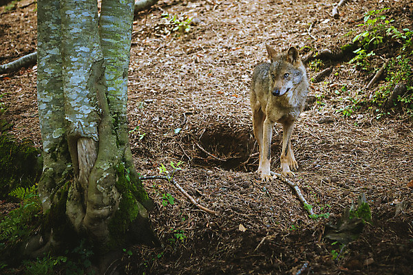 포토 JPG 해외이미지 동물 응시 야생동물 백그라운드 포유류 자연 털 사람없음 야외 자유 황무지 개 숲 위험 모피 육식동물 사냥꾼 늑대 송곳니 내추럴 해외202004 해외포토 직업 시선 컨셉 치아 생태계 파일형식 이미지허브