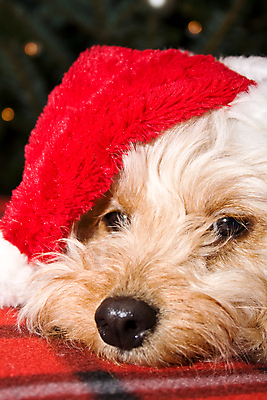 포토 JPG 해외이미지 나무 동물 계절 크리스마스 휴가 전등 선물 사람없음 빨간색 반려동물 산타클로스 축하 유머 개 강아지 송곳니 클라우스 해외202004 해외포토 식물 기념일 감정 컬러 컨셉 포유류 조명 치아 파일형식 이미지허브
