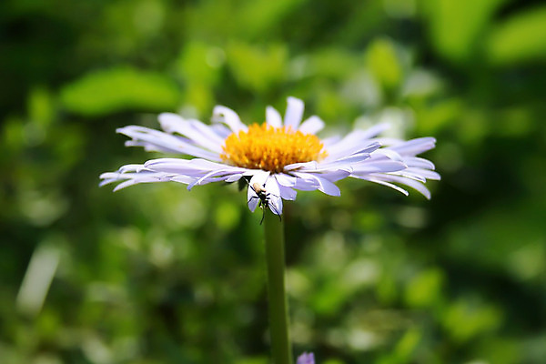 포토 JPG 해외이미지 식물 꽃잎 꽃 곤충 자연 종류 사람없음 파란색 정원 벚꽃 흰색 벌레 꽃집 제비꽃 보케 거미 내추럴 영원 진짜 캐모마일 해외202004 해외포토 동물 컬러 상점 허브 생태계 파일형식 이미지허브