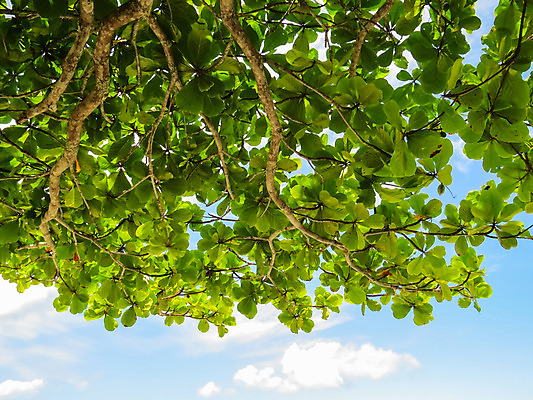 포토 JPG 해외이미지 나무 식물 백그라운드 잎 자연 하늘 사람없음 야외 초록색 여름 파란색 빛 햇빛 환경 맑음 봄 성장 광선 나뭇가지 신선 숲 내추럴 해외202004 해외포토 계절 컬러 날씨 태양 생태계 파일형식 이미지허브