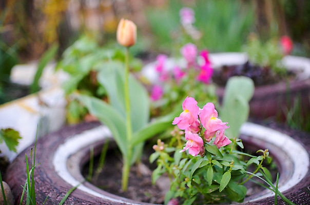 포토 JPG 해외이미지 나무 식물 계절 공원 꽃잎 꽃 분홍색 꽃다발 백그라운드 잎 꽃무늬 밭 자연 풍경 사람없음 야외 초록색 여름 파란색 빛 컬러풀 햇빛 태양 노란색 머리 정원 봄 성장 벚꽃 흰색 신선 개화 그룹 닫기 장면 내추럴 해외202004 해외포토 자연요소 공공시설 컬러 무늬 농업 모션 신체부위 생태계 파일형식 이미지허브