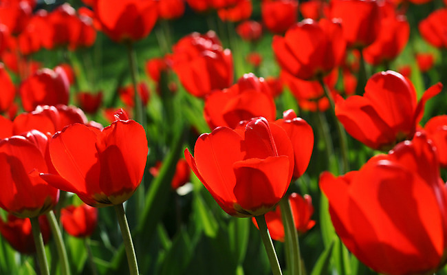 포토 JPG 해외이미지 식물 계절 공원 꽃잎 꽃 줄기 꽃다발 백그라운드 잎 꽃무늬 전구 자연 사람없음 장식 가로 빨간색 초록색 빛 컬러풀 햇빛 태양 정원 봄 활발 튤립 벚꽃 침대 개화 5월 원예 꽃가루 내추럴 강렬 광 꽃수술 해외202004 해외포토 자연요소 공공시설 컬러 가구 컨셉 무늬 취미 날짜 가루 생태계 파일형식 이미지허브